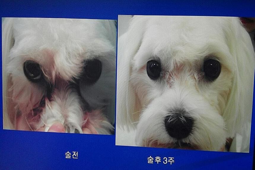 Dr Yoon Shin Geun (left) started doing cosmetic procedures on animals a decade ago. Photos of a dog (above, left) before and after a procedure to prevent tears from forming reddish stains on its face. A cat (above) before its nose job.