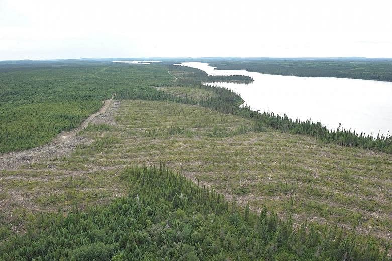 A cleared part of a forested area in Quebec, Canada. Halting deforestation is a key focus of UN negotiations for a global pact to limit disastrous climate change caused by greenhouse gas emissions.