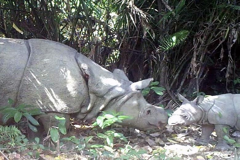 A video grab released by the Indonesian Environment Ministry on Tuesday shows a Javan rhino and its calf in Ujung Kulon national park on Java island.