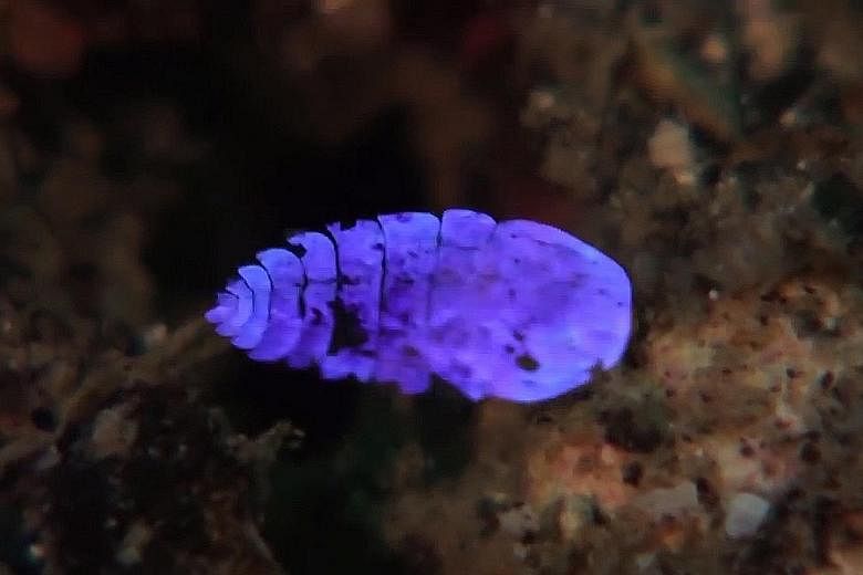 Sea sapphires, such as the one pictured here, are ocean creatures that "glitter" underwater - taking on splendid iridescent shades of blue, purple or green one moment, and turning near invisible the next. They measure from one to several millimetres 
