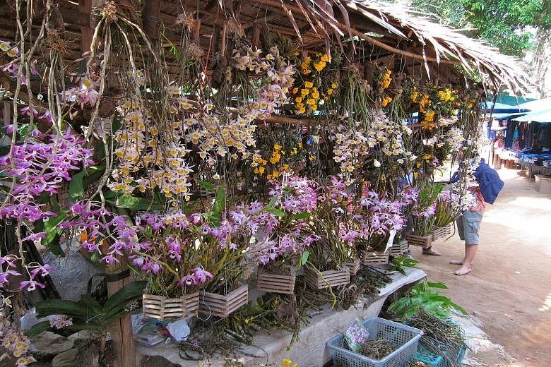 A stall selling wild orchids at a market on the border between Thailand and Myanmar. Following surveys of four of Thailand's largest markets, scientists from NUS found over 300 species of wild orchids traded illegally in the region. Tens of thousands
