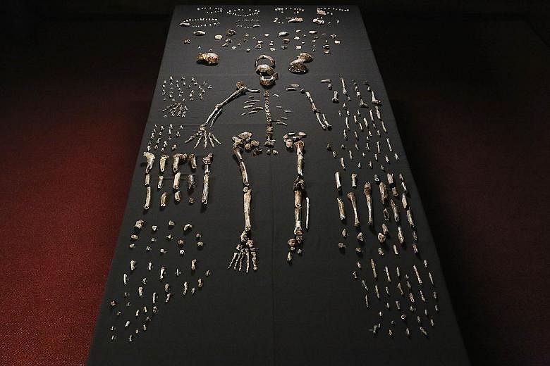 A replica (above) of the skull of a newly discovered ancient species, named Homo naledi. A skeleton (right) of Homo naledi.