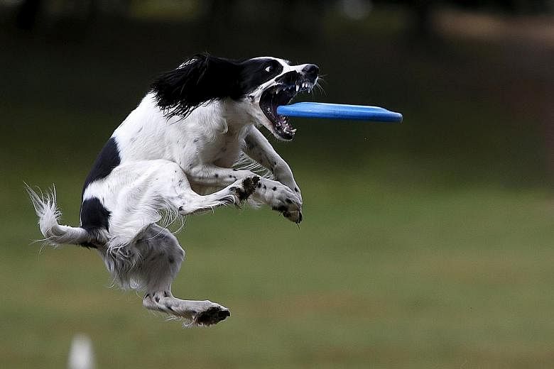 A dog catching a frisbee during a dog frisbee competition in Moscow on Sunday. Dogs and their owners took part in a variety of distance and accuracy tests during the competition to assess their frisbee skills.