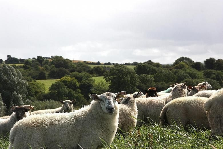 The livestock consists of sheep from Australia and lambs from Ireland.