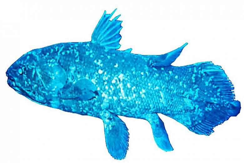 Other than its obsolete lung, the coelacanth - a strange fish that is referred to as a "living fossil" - also has paired, lobe-shaped fins, which move in an alternating pattern similar to that of a four-limbed land animal.