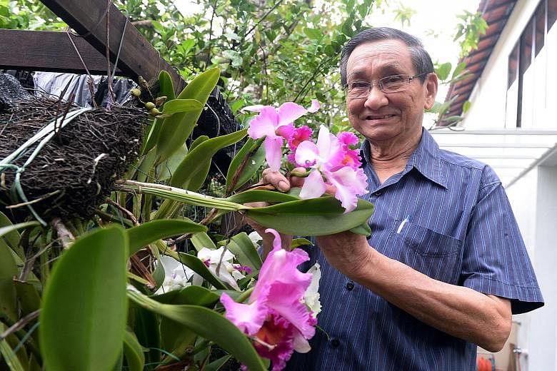 Dr Teoh Eng Soon in his home garden at Bukit Timah, cupping one of the Brassolaeliocattleya Pink Diamond orchids he has lovingly nurtured. The former president of the Orchid Society of South-east Asia was first beguiled by these exquisite flora more 