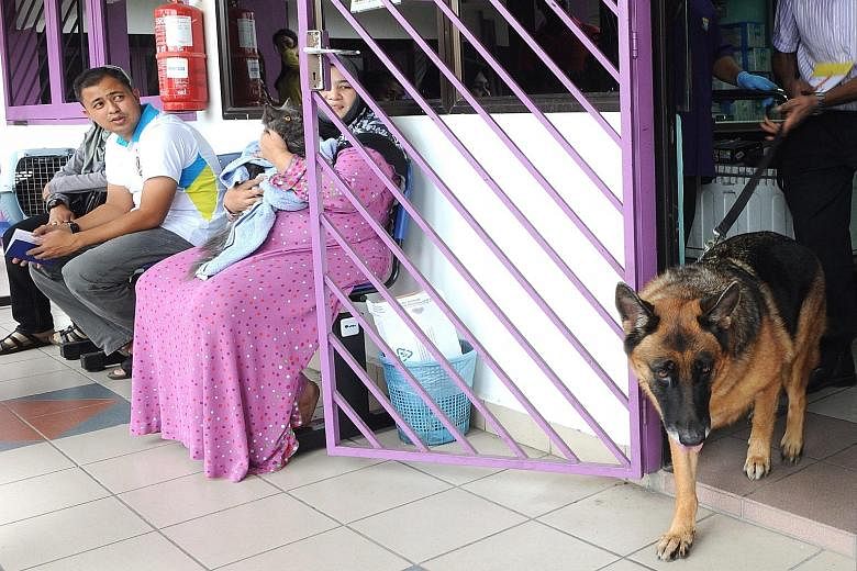 A dog leaving the Penang Veterinary Department in Butterworth, Penang, after receiving an anti-rabies jab. There have been more than 20 cases of rabies in humans reported in Penang, Kedah and Perlis.