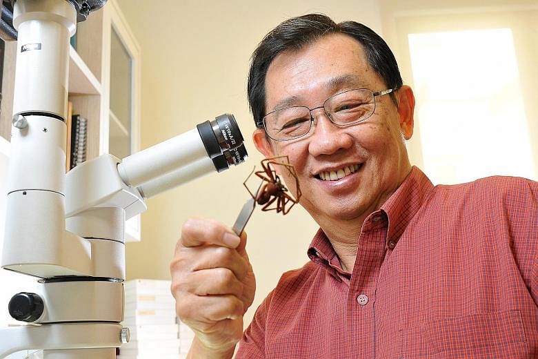 Mr Joseph Koh with what is probably an orange huntsman spider (Heteropoda sp.) from Brunei in his home laboratory.