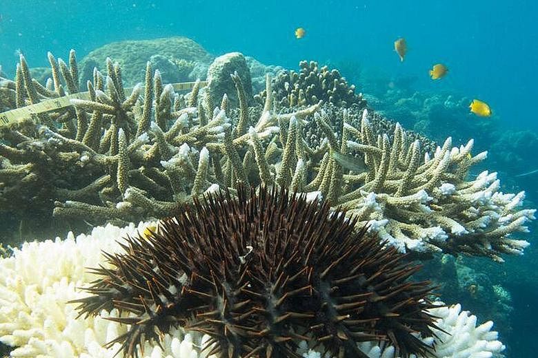 A crown-of-thorns starfish feeding on coral on Australia's Great Barrier Reef. The reef is in poor condition and the state of inshore areas along its 2,300km length is not improving quickly enough, a report released this week warned. The study by the