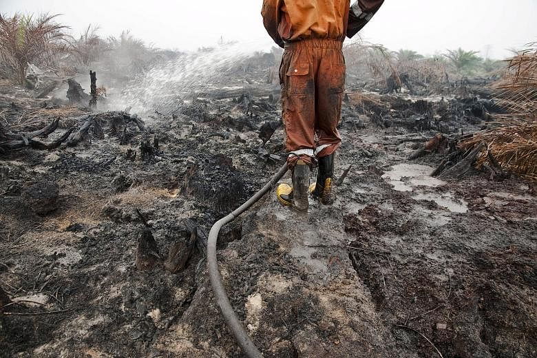 A firefighter trying to extinguish a peatland fire in an oil palm plantation in Pelalawan in Sumatra yesterday. APP and its suppliers control concessions covering 2.6 million ha in Indonesia. Reports indicate that there were more than 300 fire alerts