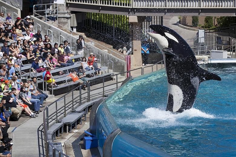 A show at SeaWorld in San Diego featuring its killer whales. California regulators have recommended approval of a plan by SeaWorld to build larger tanks for the animals despite strong opposition.