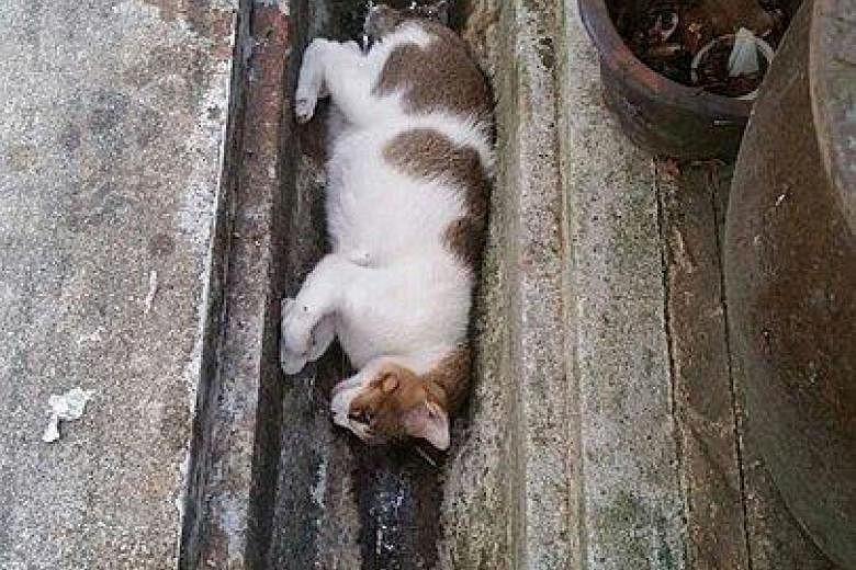 The Cat Welfare Society believes the latest cases are linked to a series of cat deaths reported in the neighbourhood. It said it has identified a male suspect and made a police report.