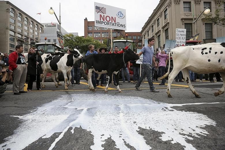 Canadian dairy farmers walking their cows past milk splashed on the street during a protest against the Trans-Pacific Partnership trade deal in front of Parliament Hill in Ottawa this week.