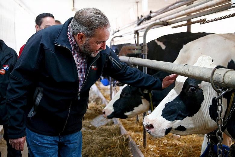 Canada's New Democratic Party leader Thomas Mulcair visiting a dairy farm in Quebec last Saturday. The extent of market access to sensitive sectors has been capped by some countries - Canada says that only 3.25 per cent of its dairy sector will be op