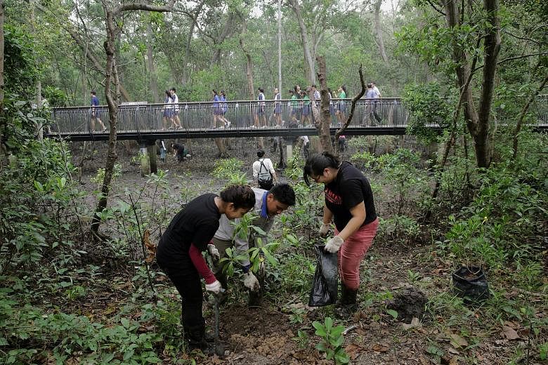 Students from Ngee Ann Polytechnic and NParks staff planting mangrove tree saplings at Sungei Buloh Wetland Reserve yesterday. A 5ha area at the coastal trail will have, in two years' time, 2,000 native trees across 35 true species - those that grow 