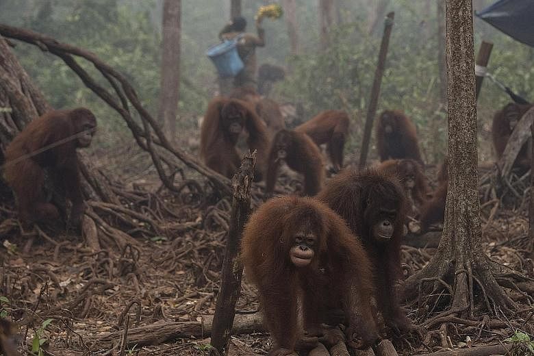 Orang utans in the haze-filled Borneo Orangutan Survival Foundation camp in Nyaru Menteng, Central Kalimantan, on Monday. Home to the world's third-largest tropical forests - and the world's fifth-largest emitter of greenhouse gases mainly due to the