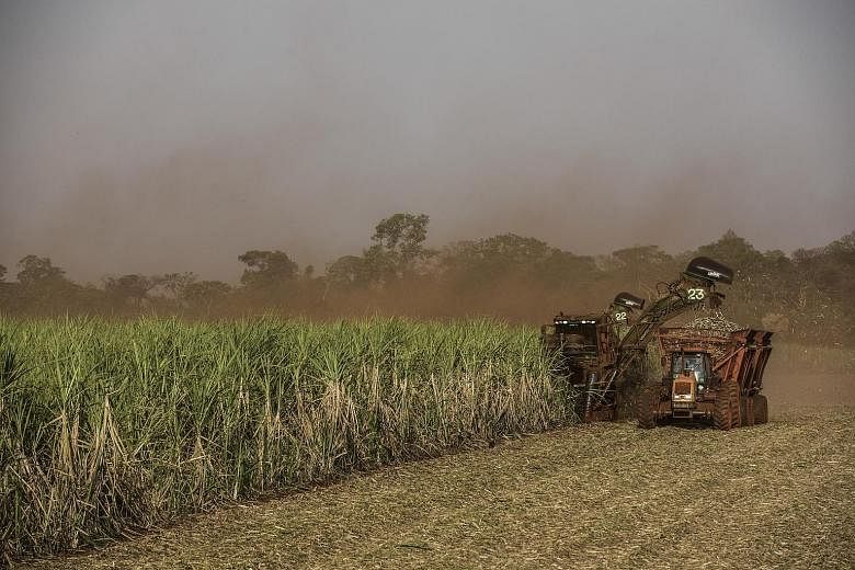A sugar cane farm in Brazil. Production yields for many crops worldwide could be hit by El Nino-linked weather patterns, thus hastening a rebound in prices for commodities such as sugar and palm oil. Even so, operating conditions for agri-businesses 
