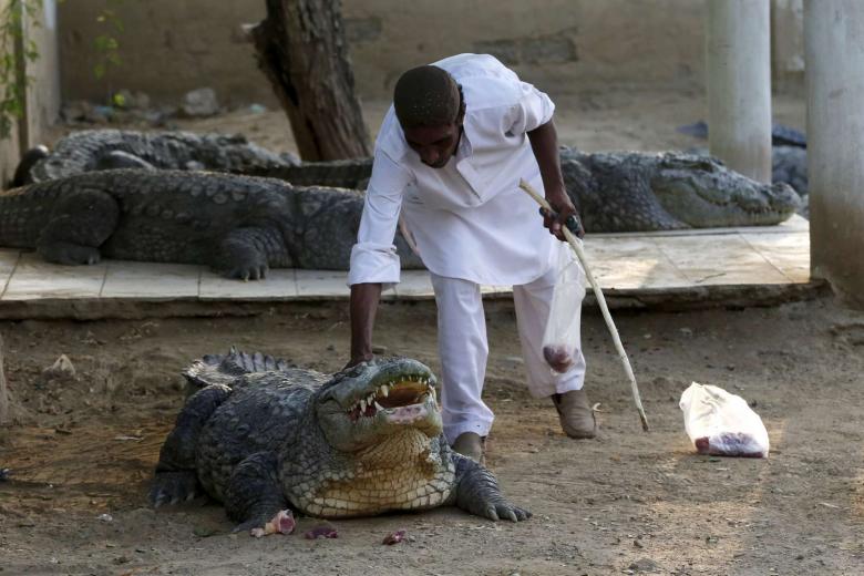 Pakistani pilgrims flock to crocodile shrine as Taleban threat recedes
