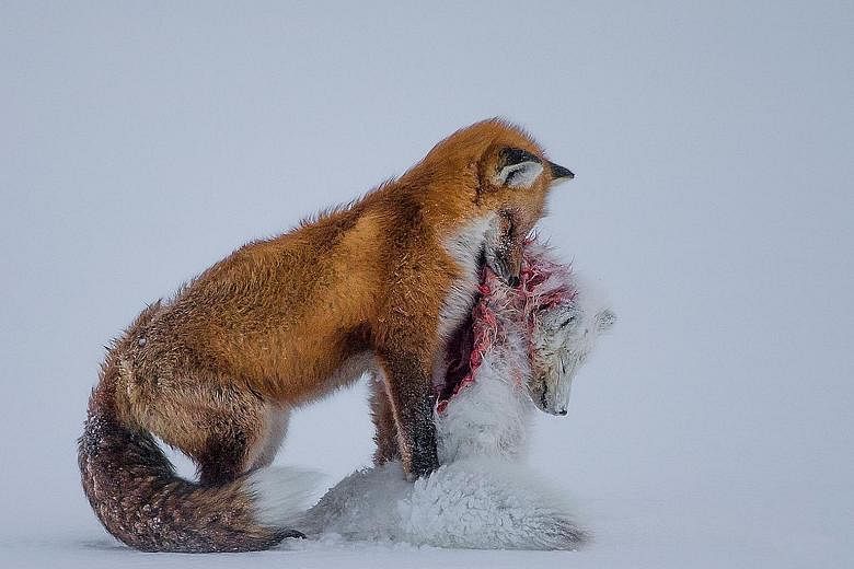 Red foxes do not usually prey on Arctic foxes, but this can happen occasionally owing to their overlapping hunting territories, as captured in this winning photograph by Don Gutoski, who bagged the title of Wildlife Photographer of the Year 2015-16. 