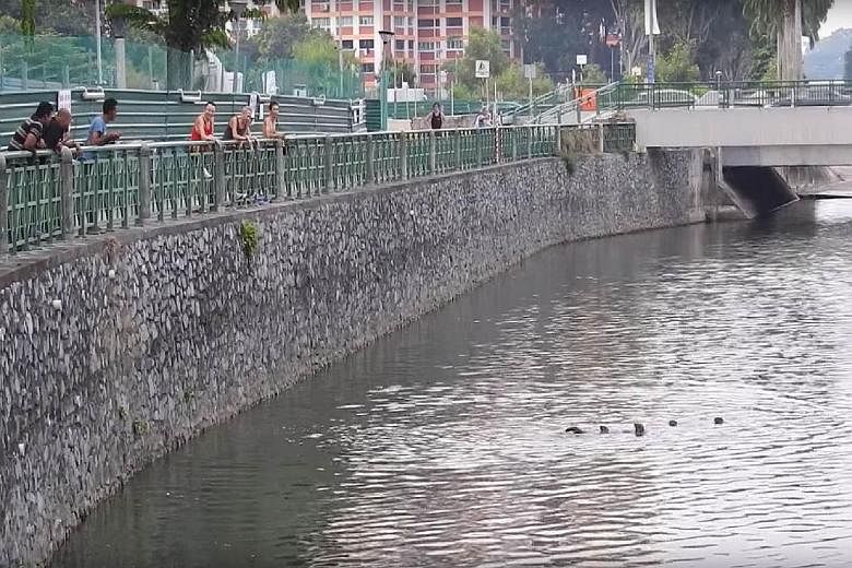A screenshot of the YouTube clip, posted on Tuesday, shows a man appearing to lower his fishing line into Kallang River near Lorong 8 Toa Payoh. The otter which got hooked was later spotted limping with the hook and line still attached to its right h