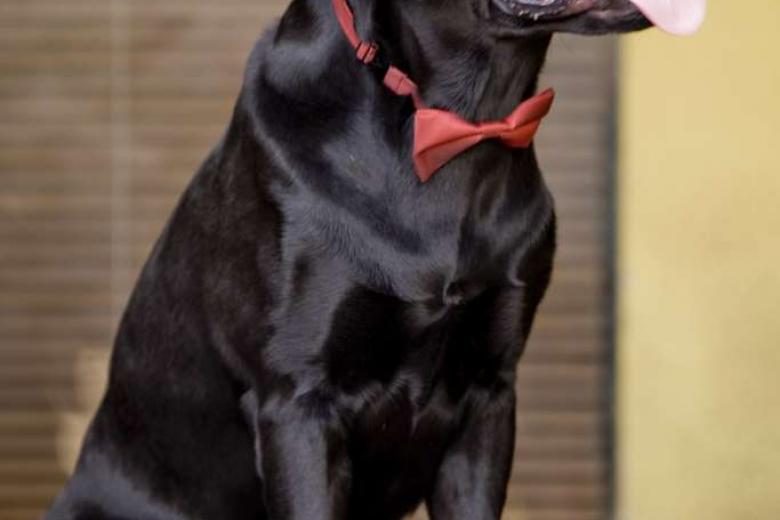 Dog named Trigger shoots owner in the foot in the US | The Straits Times