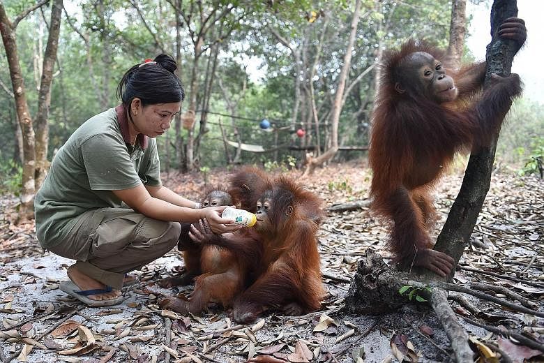 A Borneo Orangutan Survival Foundation staff member feeding baby orang utans that suffered from respiratory problems at a rehabilitation centre on the outskirts of Palangkaraya in Central Kalimantan. The haze crisis has left the great apes on Borneo 