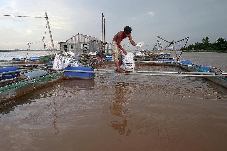 A Mekong River fish farmer in Vietnam's southern city of Can Tho. A study backed by the Vietnamese government has shown that 40 per cent of white fish in Vietnam will be "highly vulnerable or at risk" from Laos' planned or under- construction dams.