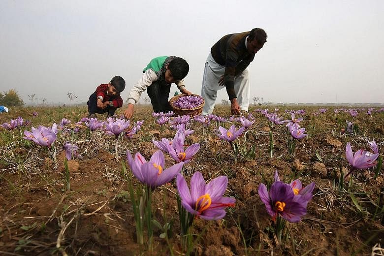 Kashmiri villagers picking saffron flowers in a field in Pampore, about 25km south of Srinagar, the summer capital of Indian Kashmir. Pampore is famous for its high-quality saffron, which is used as a seasoning and colouring agent in food. A kilogram