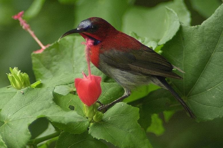 The crimson sunbird has been unofficially touted as Singapore's national bird since 2002, when it topped a poll on the topic organised by the Nature Society.
