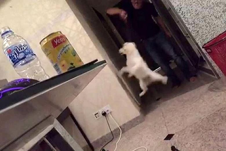 The dog owner was recorded on video repeatedly dangling his dog by its neck on a leash and spinning it around in mid-air.