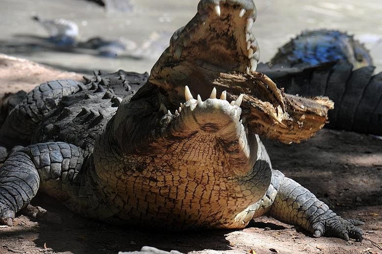 A hungry crocodile chewing on a tree branch on a private farm belonging to Honduran banking magnate and crocodile farmer Jaime Rosenthal. More than 10,000 crocodiles are starving to death on the farm in the San Manuel municipality in Honduras after t