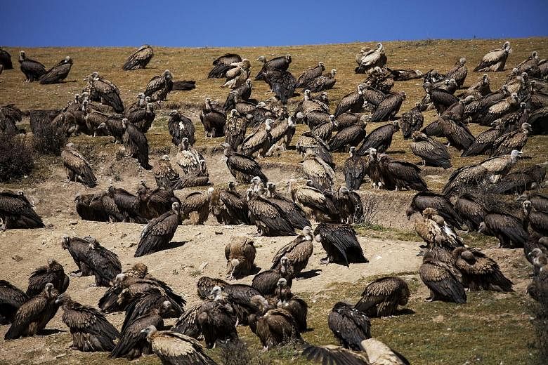 Vultures gathering for a sky burial near the Larung Wuming Buddhist Institute, some 3,700m to 4,000m above sea level, in Sertar county, Garze Tibetan Autonomous Prefecture, in China's Sichuan province. Sky burials, in which corpses are offered to vul