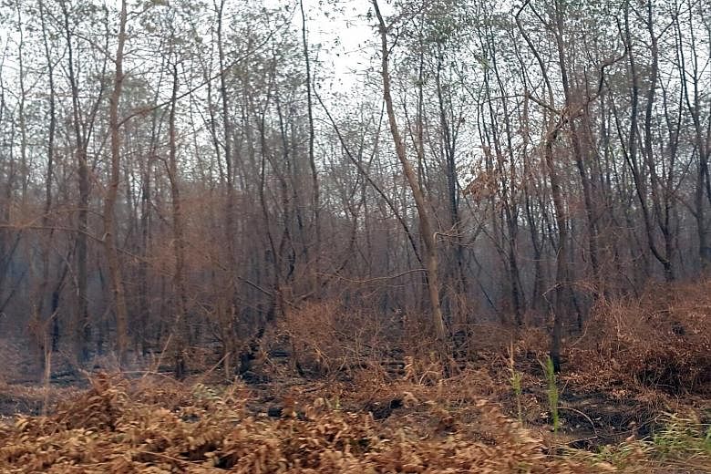 Satellite imagery of concessions belonging to Bumi Andalas Permai and Sebangun Bumi Andalas Wood Industries in South Sumatra shows the progression of fires. The firms and Bumi Mekar Hijau have received "Preventative Measures Notices" from Singapore's