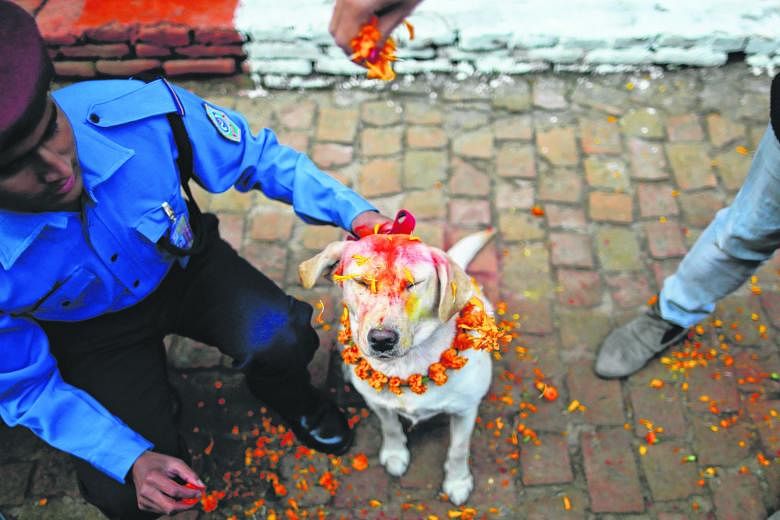 A police officer sprinkles coloured powder on a police dog at Nepal's Central Police Dog Training School during a dog worship day set aside for man's best friend. The dog is garlanded, decorated with a mark on the forehead and fed well in appreciatio
