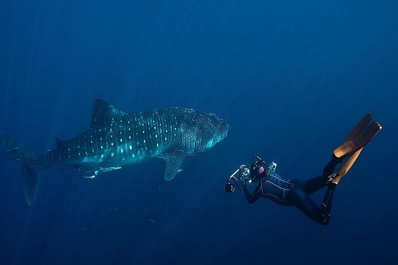 Singapore-born Michael Aw photographing a whale shark in West Papua, Indonesia, in 2012.