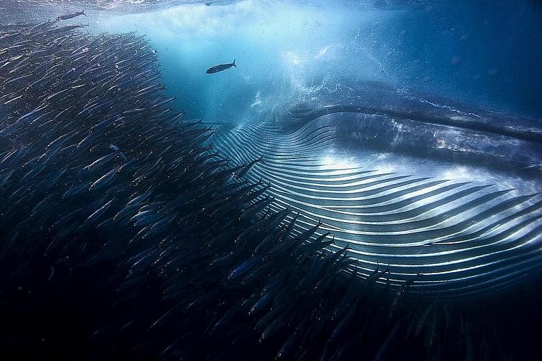 Mr Michael Aw won the London Natural History Museum's Wildlife Photographer of the Year award in the underwater category with this shot.