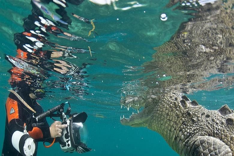 Award-winning conservation photographer Michael Aw taking a picture of a saltwater crocodile at the Gardens of the Queen, an archipelago in the southern part of Cuba. The national park is one of Cuba's largest protected areas.