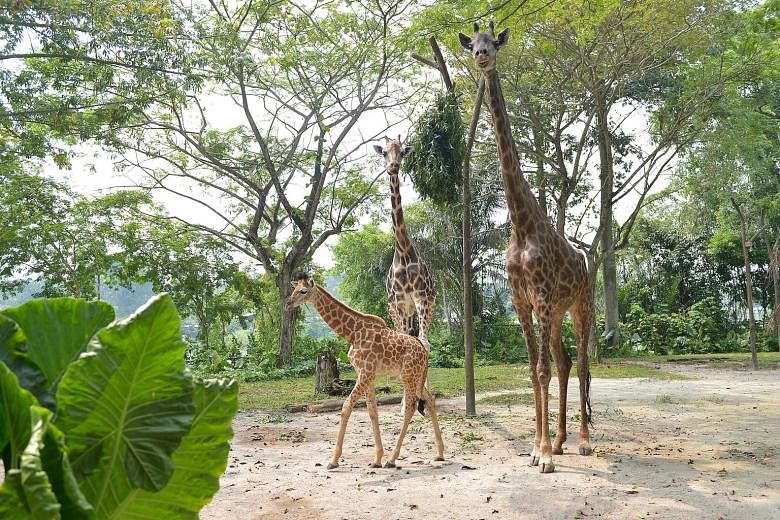 Left: The baby giraffe, nicknamed Baby G, with its father Growie and mother Roni in the giraffe enclosure at the Singapore Zoo. Visitors are advised to try not to make too much noise as the calf is still startled by new things, including the zoo's tr