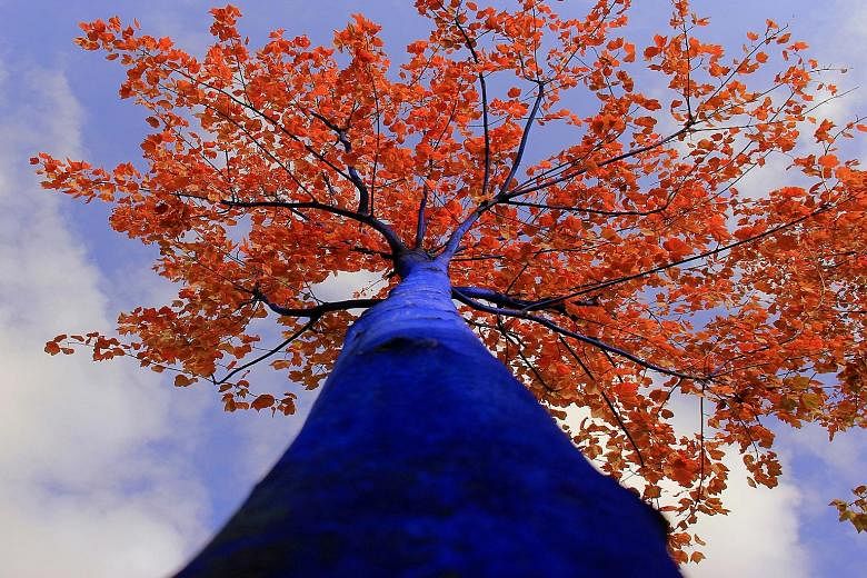 The Blue Trees is an environmental art installation by Egypt-born artist Konstantin Dimopoulos which draws attention to the importance of trees in nature.