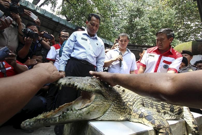 Indonesia's anti-drugs czar Budi Waseso examining a crocodile at a farm in Medan on Sunday. He has embarked on a nationwide search for the "most ferocious" crocodiles to guard a prison island for drug convicts.