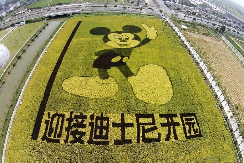 A paddy field near Shanghai has rice plants grown to form the shape of Mickey Mouse to celebrate the Disney Shanghai Resort which will open next year.