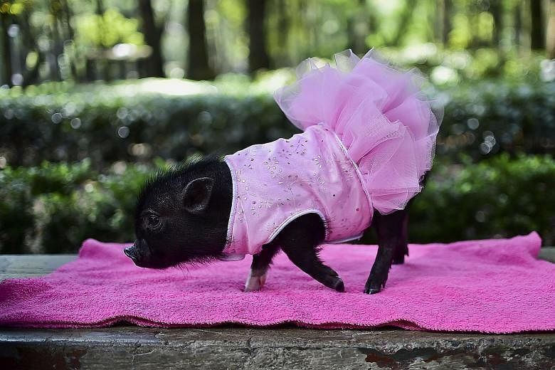 A mini-pig is all dressed up for a walk in a park in Mexico City. Mini-pigs are the new pet craze in Latin America and Mexico, where they have become a status symbol, selling for as much as US$2,500 (S$3,500) each.