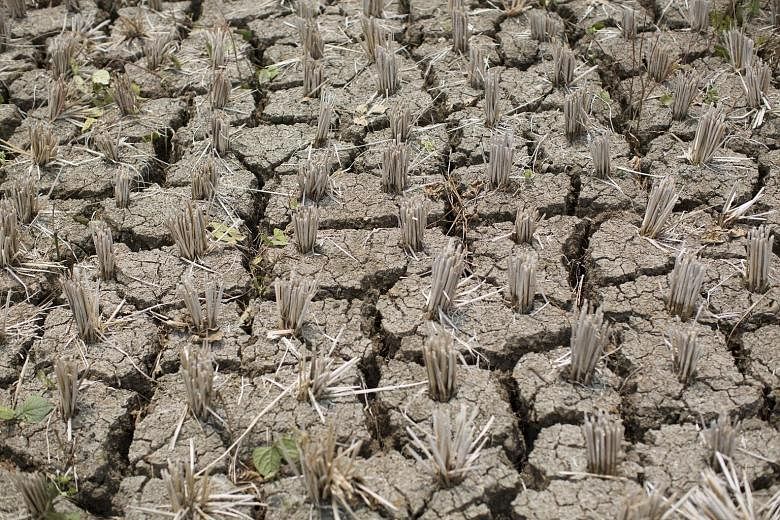 Dark plastic spheres are used to prevent the evaporation of water from a reservoir in the Coquimbo region of Chile. A dried-up padi field seen at Karang Jati village in Indonesia last month. As in many parts of Java, seasonal rains have been late to 