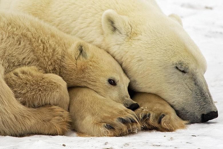 Conservationists expect polar bear populations to fall by more than 30 per cent over the next 35 to 40 years.