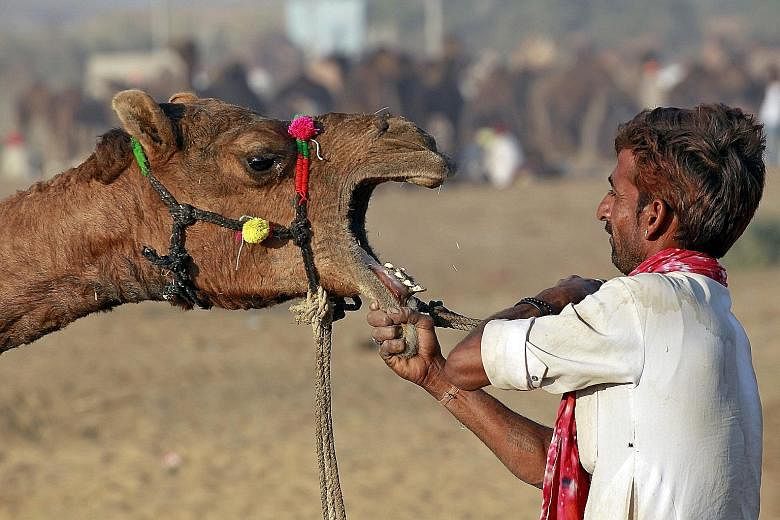 A camel herder getting a camel ready at the Pushkar Fair yesterday in Rajasthan, India. Thousands of animals, mainly camels, are traded at the annual fair.