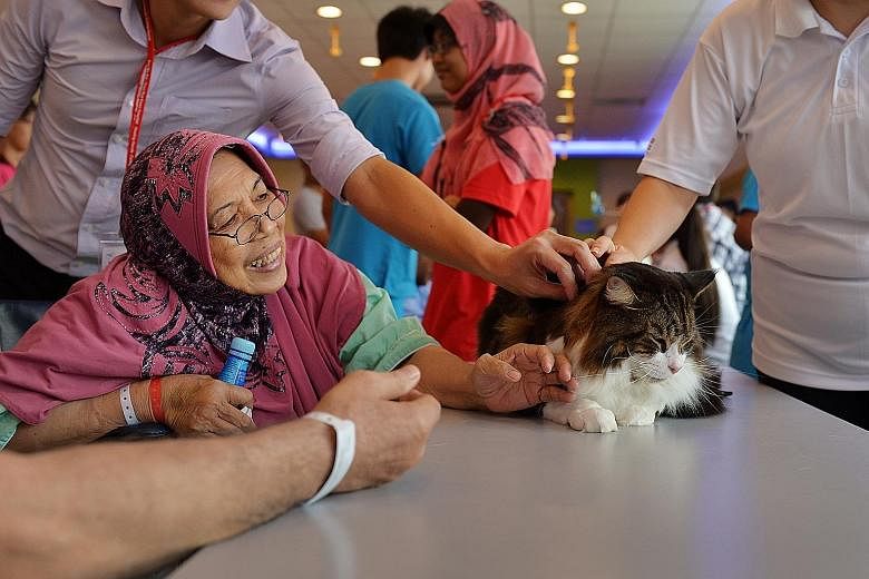 Lion-O, a four-year-old Maine Coon cat, gets the attention of Madam Siti Aminah Siregar, 70, at a cat therapy session.