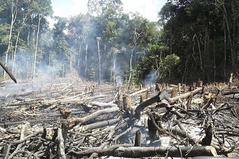 Traditional slash-and-burn agriculture is shown in central Guyana in a photo taken in 2000. South America's vast Amazon region harbours one of the world's most diverse collections of tree species. A study published in the journal Science Advances sho