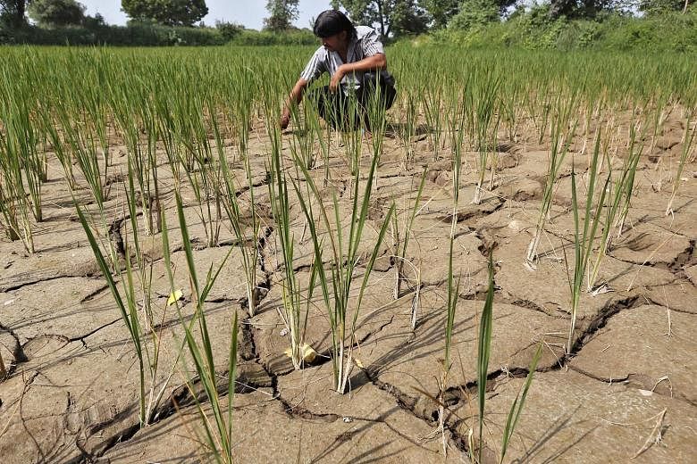 A farmer removing dried plants from his parched paddy fields in India's Ahmedabad. The weather-related damage is most keenly felt in developing economies that are more dependent on farming.