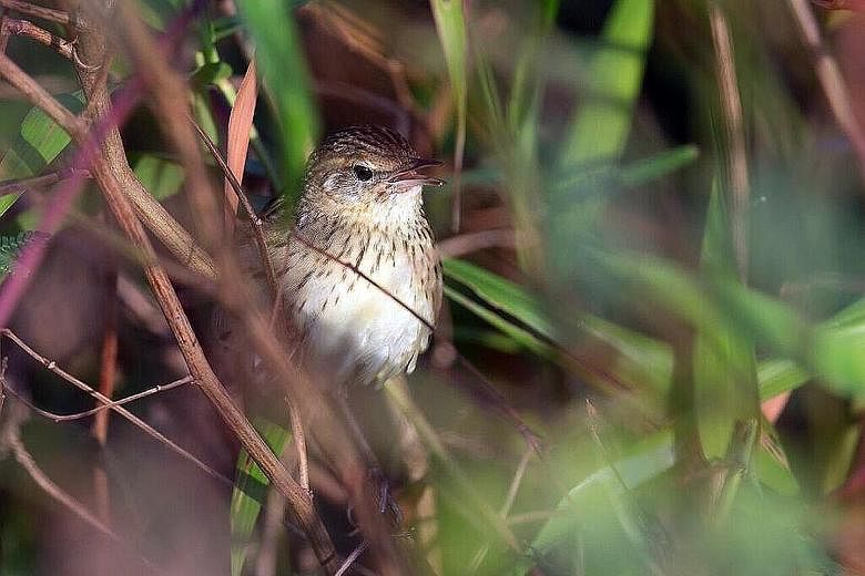 Mr Francis Yap took 30 trips over two months last year to get a shot of this lanceolated warbler, which had stopped over in Punggol.