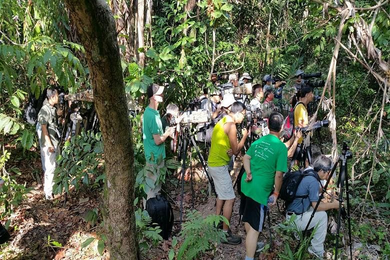 Photographers venturing off the boardwalk at the mangrove area in Pasir Ris Park to take photographs of a juvenile common flameback woodpecker earlier this year.